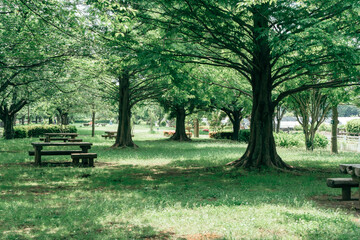 Obraz premium 公園の風景