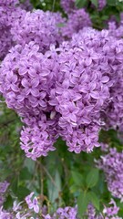 Obraz premium Blooming lilac flowers. Beautiful Spring purple flowers of lilac.
