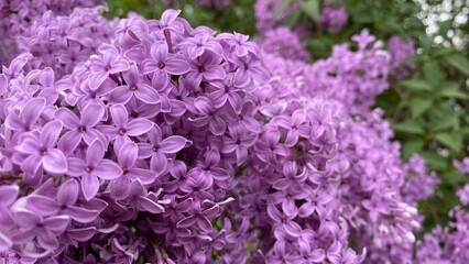 Blooming lilac flowers. Beautiful Spring purple flowers of lilac.