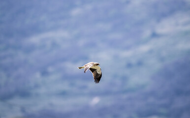 bird of prey harrier flies over the gorge in search of food