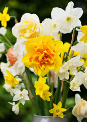 Beautiful different sorts of daffodils white, yellow, double flowers  in stone mug in the garden. Yellow, orange filled Narzissen. Selective focus. 