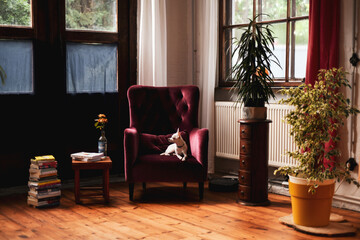 Romantic style interior of small dog on velvet armchair with plants