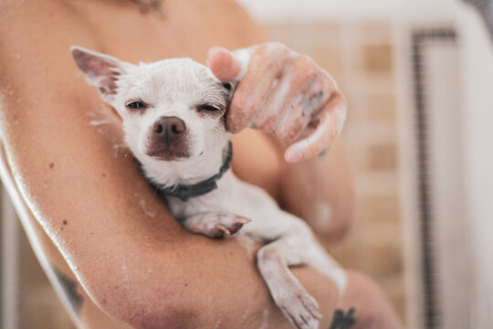 cute small dog gets face washed with soap in shower bath