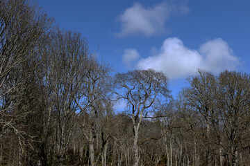 Beech trees at park. Dunrobin Castle. East coast Scotland. Estate. 