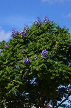 Jacaranda Tree