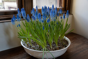 Blue grapes flowers. Spring. Interior. Dunrobin Castle. East coast Scotland. Estate. 
