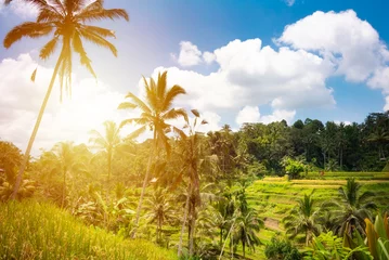 Vlies Fototapete Reisfelder Green rice fields plantation or paddies on Bali island, Indonesia