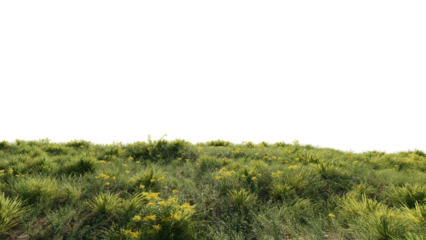 Beautiful grass and flower landscape