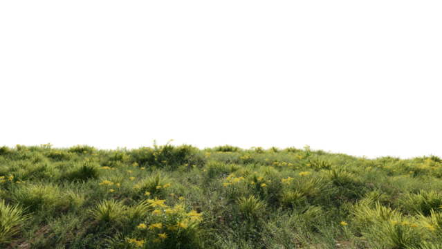 Beautiful grass and flower landscape