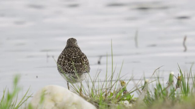 Wood sandpiper looking for food in a marsh