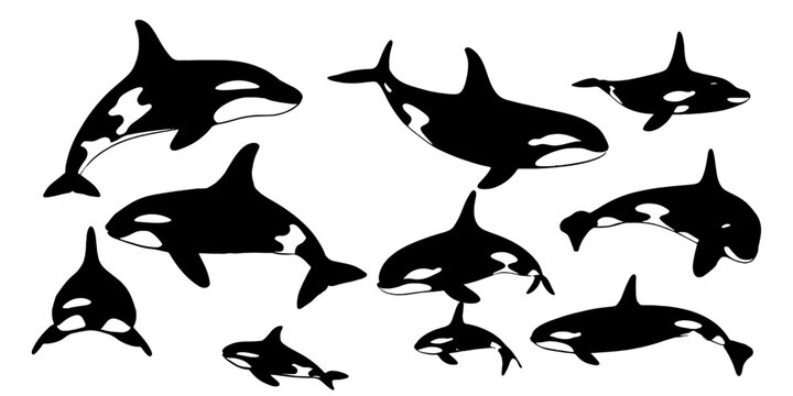 whale silhouettes