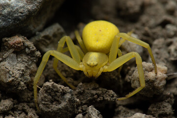 spider on the ground