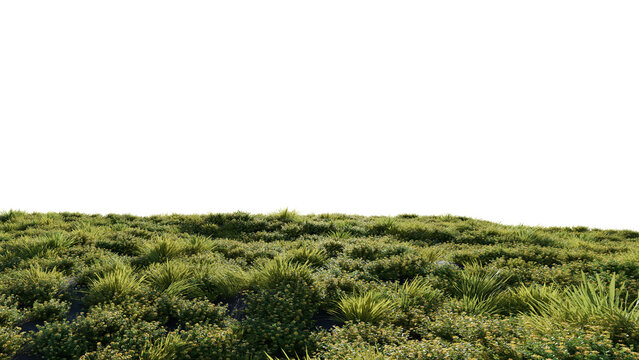 Beautiful grass and flower landscape