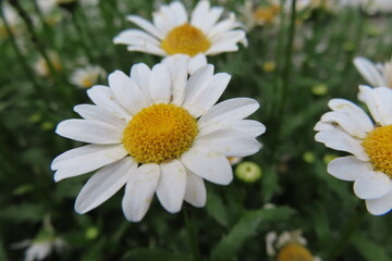 可憐に咲く白い花