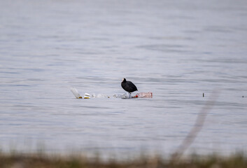 coot duck on the shore of the lake in the reeds looking for food on a sunny day