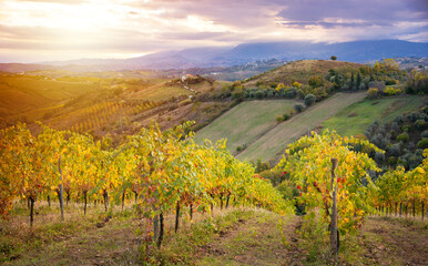 Colorful vineyard in autumn, agriculture and farming