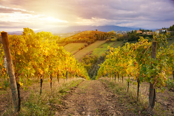 Fototapeta na wymiar Colorful vineyard in autumn, agriculture and farming