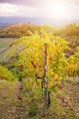 Colorful vineyard in autumn, agriculture and farming