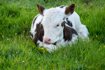 Obraz premium A young baby cow resting on a meadow in Ireland