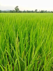 vast rice fields full of mature rice plants in rural Thailand.