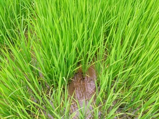 Vast rice fields full of mature rice plants in rural Thailand.