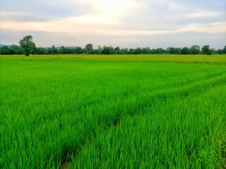 Obraz na płótnie Canvas Vast rice fields full of mature rice plants in rural Thailand.