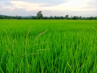 Vast rice fields full of mature rice plants in rural Thailand.