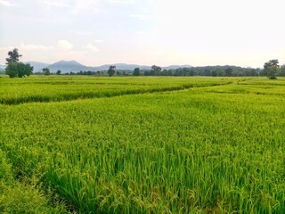 Vast rice fields full of mature rice plants in rural Thailand.