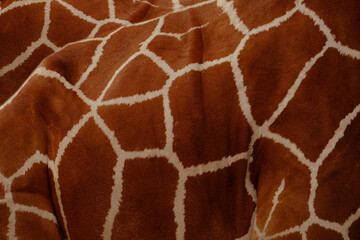 close-up of giraffe animalskin, Giraffa camelopardalis, brown spots on shiny skin against background of lighter base color, artiodactyl mammal from giraffidae family, beautiful natural background © kittyfly