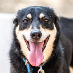 A portrait of a happy dog smiling straight at the camera