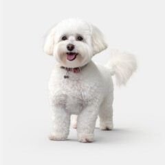 dog, maltese, pet, animal, white, puppy, cute, canine, bichon, mammal, domestic, breed, portrait, purebred, fluffy, adorable, white background, small, isolated, studio, pets, pedigree, sitting, fur, f