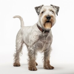 dog, pet, bull terrier, schnauzer, animal, puppy, cute, canine, white, breed, terrier, portrait, miniature, isolated, pets, mammal, dogs, sitting, studio, miniature schnauzer, white background, pedigr