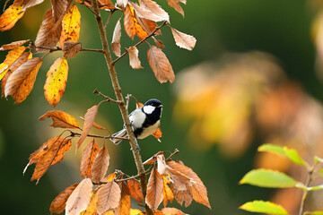 紅葉の中のシジュウカラ