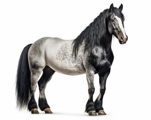 Naklejka na ściany i meble photo of Morgan stallion isolated on white background. Generative AI