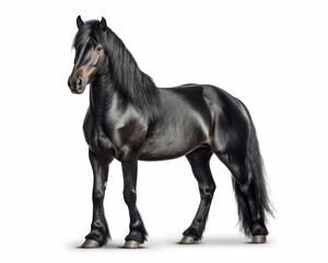 Fototapeta na wymiar photo of Morgan stallion isolated on white background. Generative AI