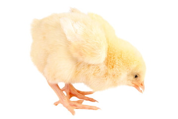 Little chicken pecks the grain isolated on transparent background.