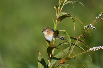 Australian non-breeding adult male Golden-headed Cisticola perched blurry bokeh background morning sunlight