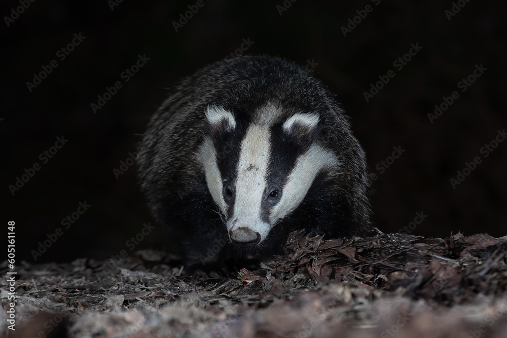 Poster Taken from ground level, the image shows a badger close head on as it forages among the leaves at night. It has a dark plain background ideal for text