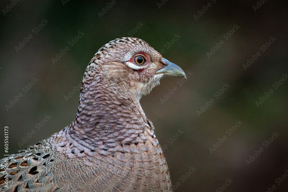 Poster a close up portrait of the head and neck of a female pheasant. there is space for text around the bi