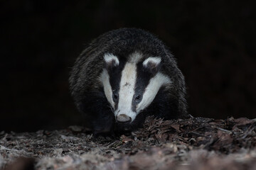 Taken from ground level, the image shows a badger close head on as it forages among the leaves at night. It has a dark plain background ideal for text