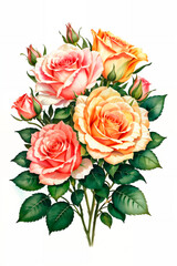 Colorful roses on white background, watercolor style. Bud and flowers of roses on white background, watercolor hand drawing, botanical painting