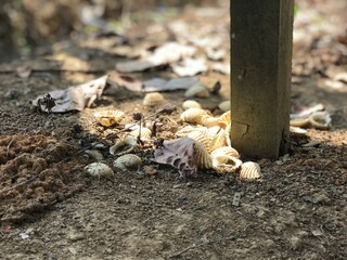 Clams beauty on dry ground. clams white color beautiful. nature background