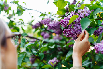 Fototapeta na wymiar A woman touches the flowers of lilacs standing near a bush