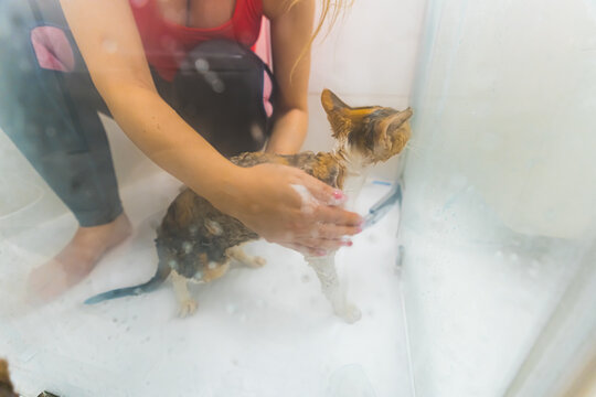 Devon rex cat taking a shower with its owner, pets concept. High quality photo