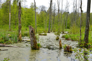 A view of a small river, stream, or swamp located in the middle of a dense forest or moor between some trees, herbs, shrubs, and other kinds of flora seen on a Polish countryside during a hike