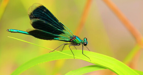 close up of a dragonfly
