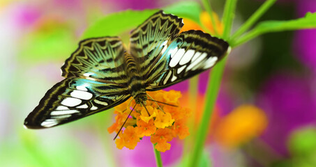 Fototapeta na wymiar butterfly in a nature park