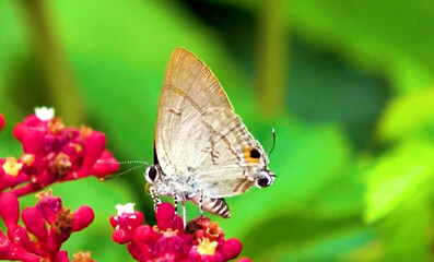 butterfly in a nature park