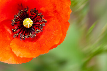 세상 아름다운 양귀비