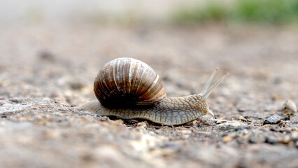 a snail crawls slowly on the road